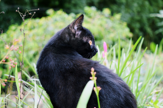 黑猫