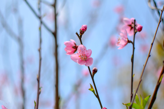 桃花