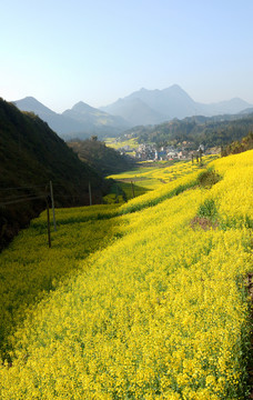 油菜花田