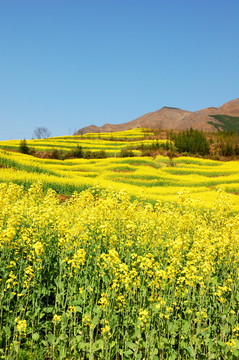 油菜花田园风光