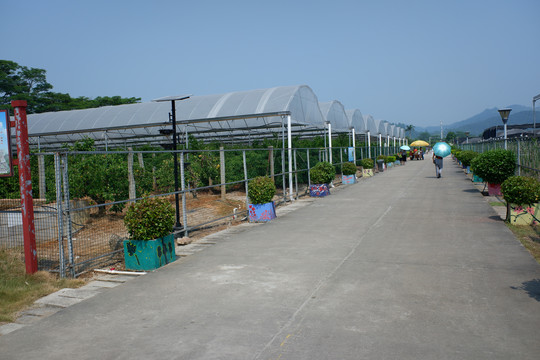 蔬菜种植基地