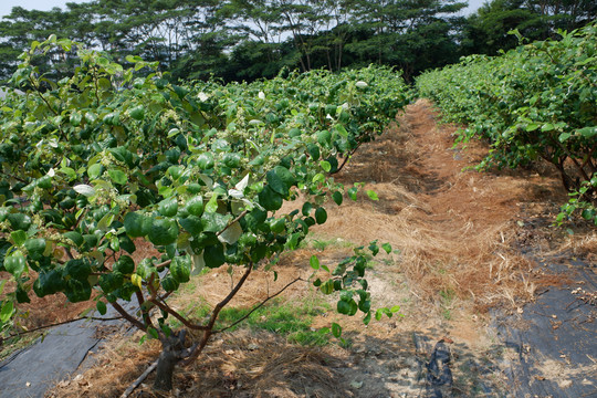 大青枣树