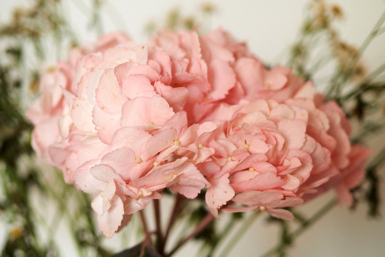 粉色花卉