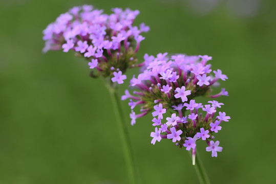 马鞭草