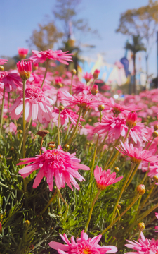 小菊花