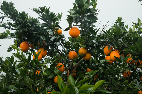 雨后的橙子