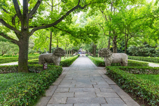 南京明孝陵石象路