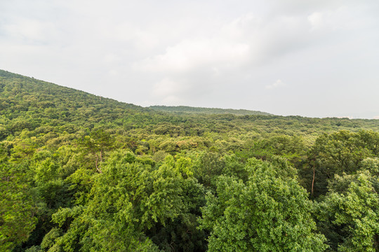 绿树林背景