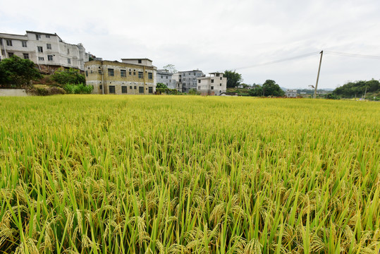 稻田