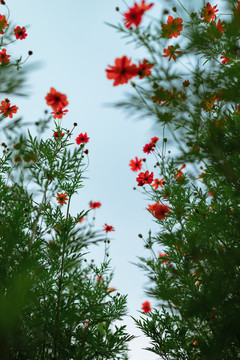 红色硫华菊