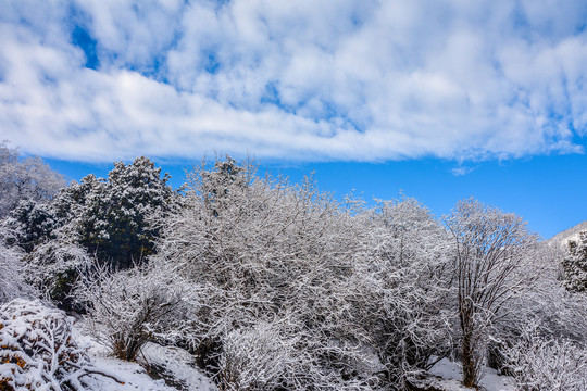 高山雪景