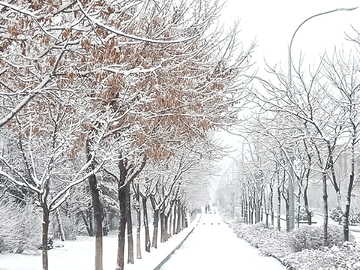 初雪