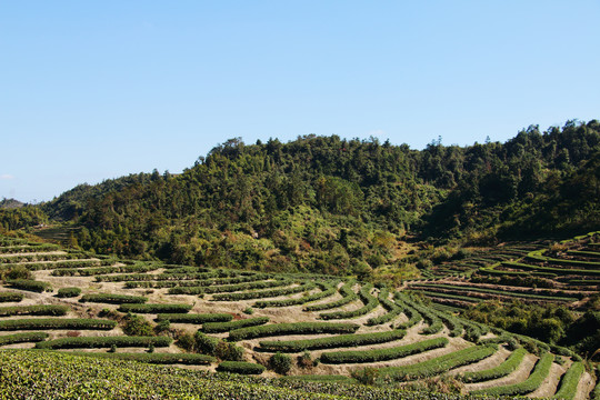 长龙茶园