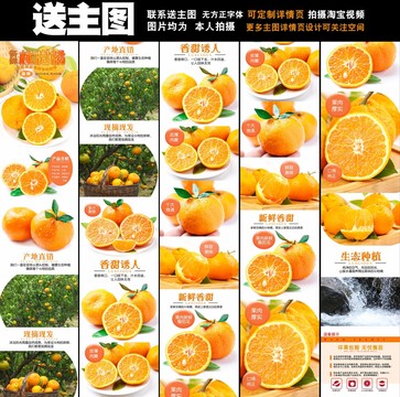 椪柑詳情