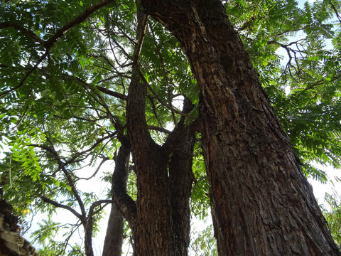 百年老春树