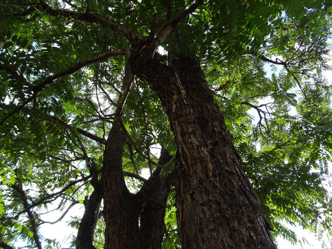 百年老春树