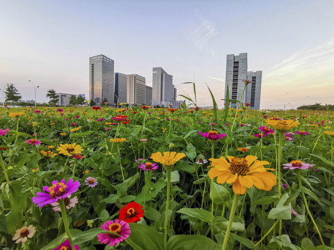 绿城花海