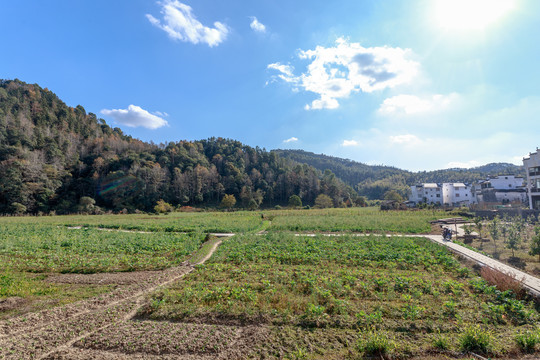 田野