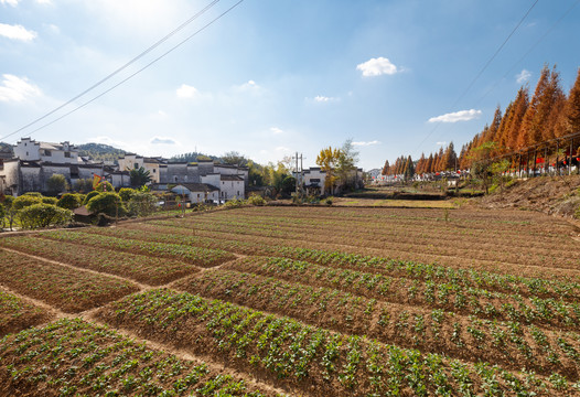 田野