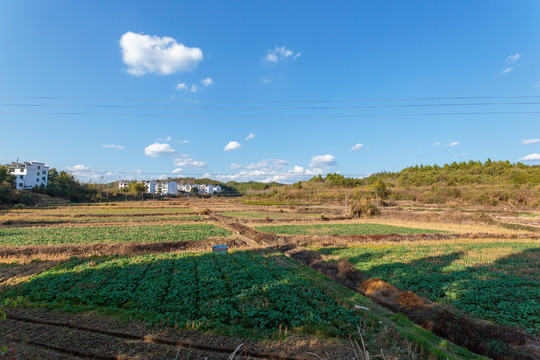 田野