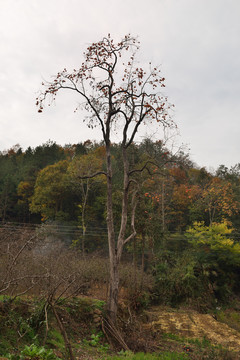 野生柿子树