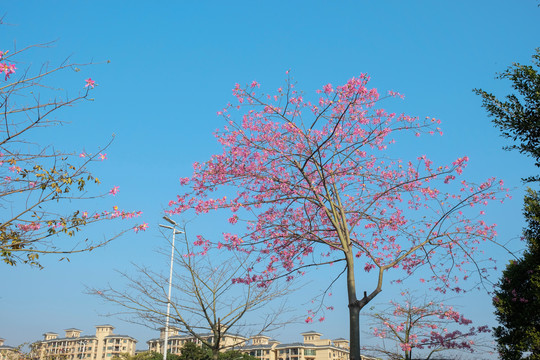 紫荆花路边植物广州公路绿化1