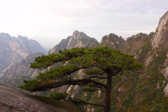 峰映松