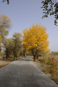 胡杨林小路