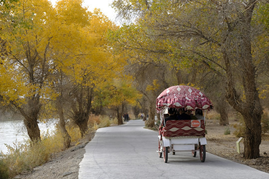 胡杨小路