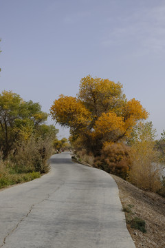 胡杨林小路