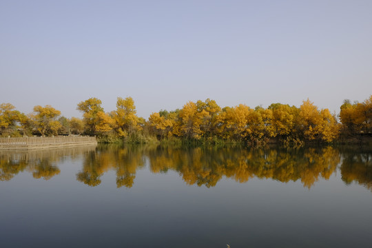 水胡杨