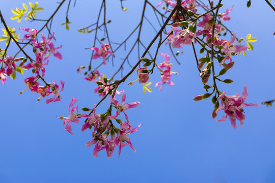 异木棉花