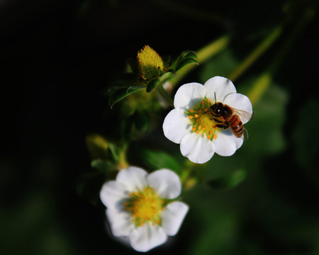 草莓花