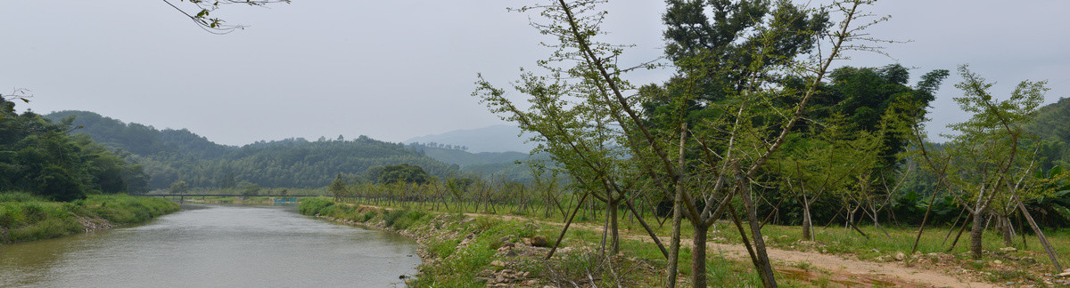 涌边银杏树