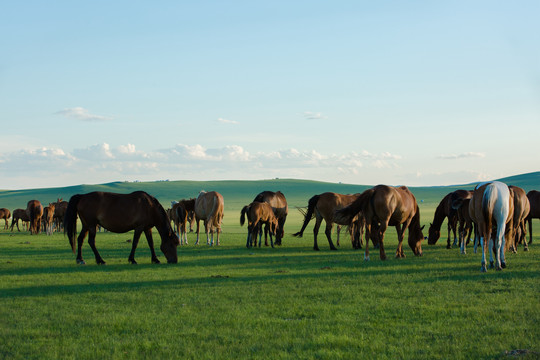 傍晚草原吃草的马群