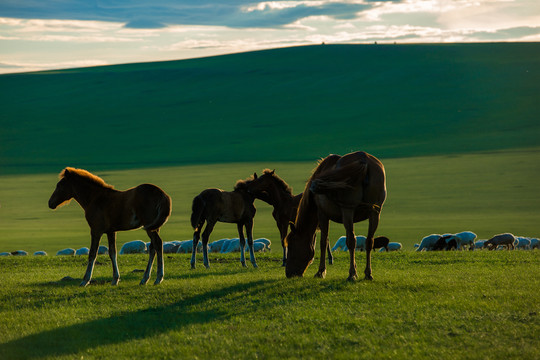 傍晚草原吃草的马