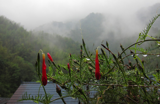 山区雾