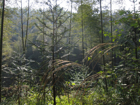 山区树林