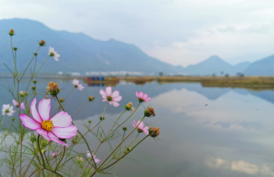 格桑花