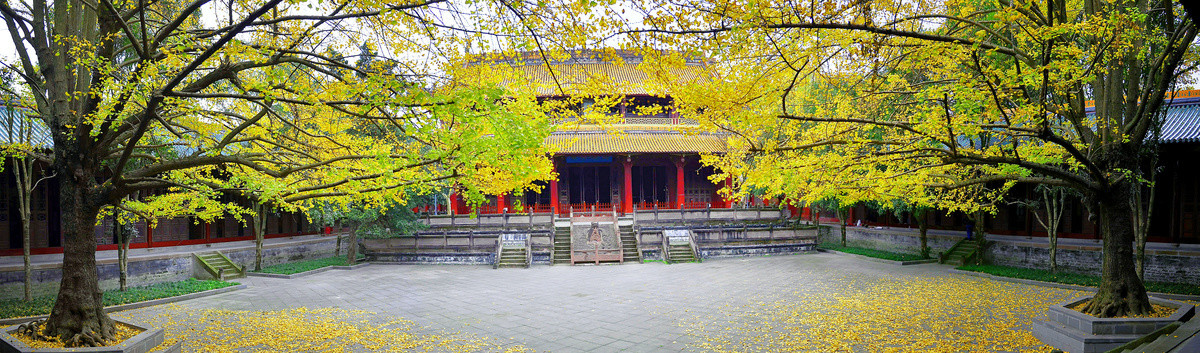 寺院银杏树全景