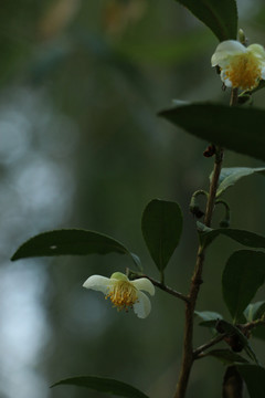 茶花