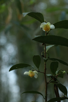 茶花