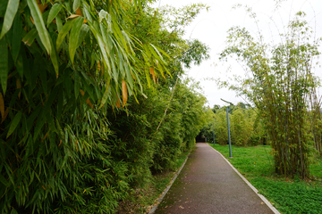 竹林大道