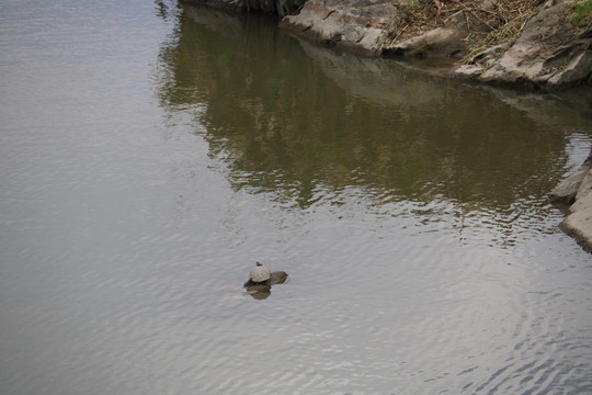 水中的龟