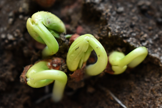 豆类胚芽