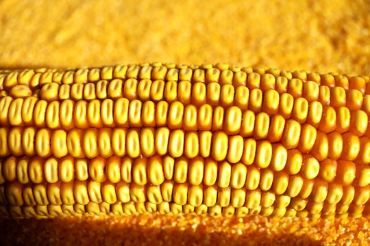 玉米粒高清摄影