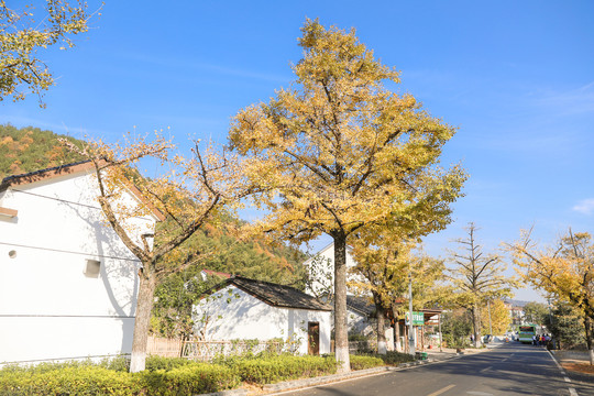 白墙银杏