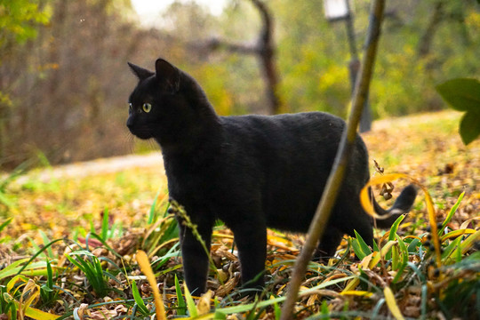 黑猫嬉戏户外