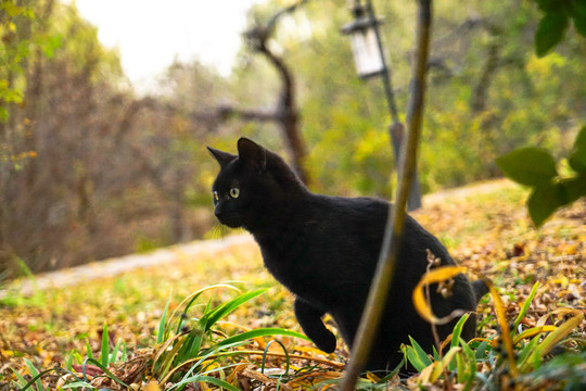 黑猫嬉戏户外