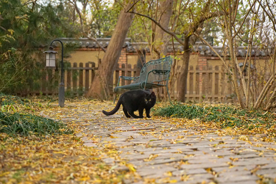 黑猫嬉戏户外